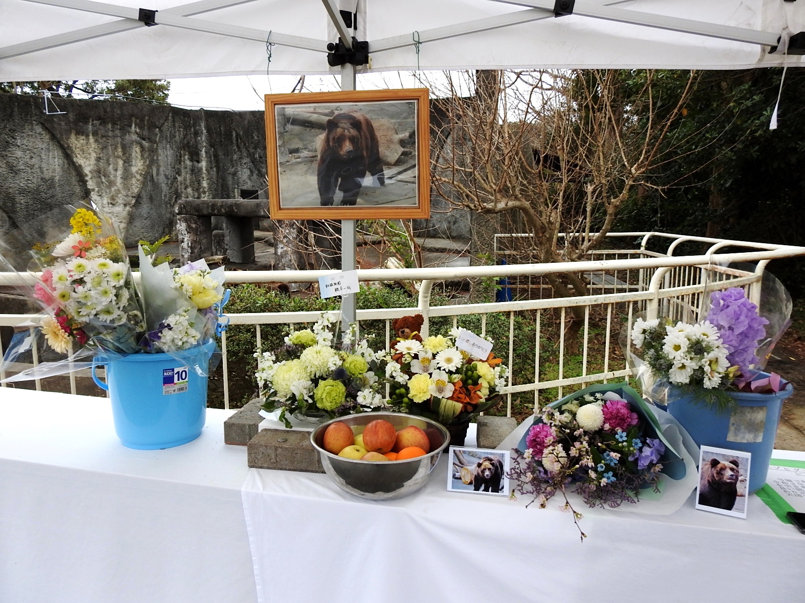 献花台に微笑むアマナ 孤独と孤高の狭間 其処に羆 献花台に微笑むアマナ 孤独と孤高の狭間 其処に羆