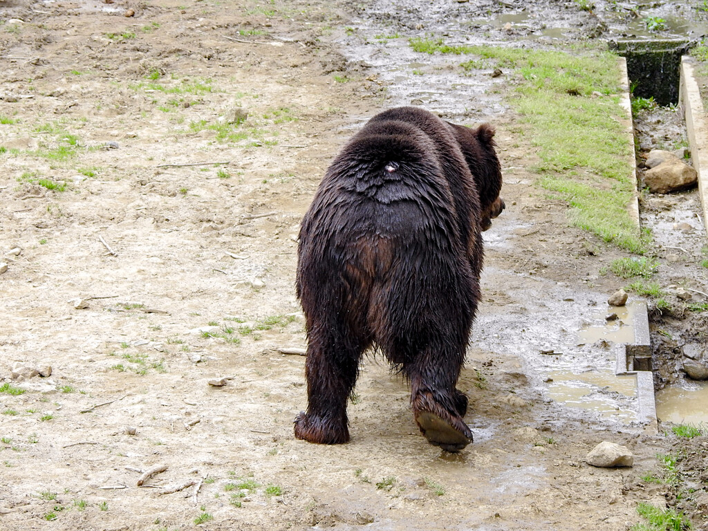 ビック 継ぐ資質や如何に ～くまくま園2024年春～ : 孤独と孤高の狭間