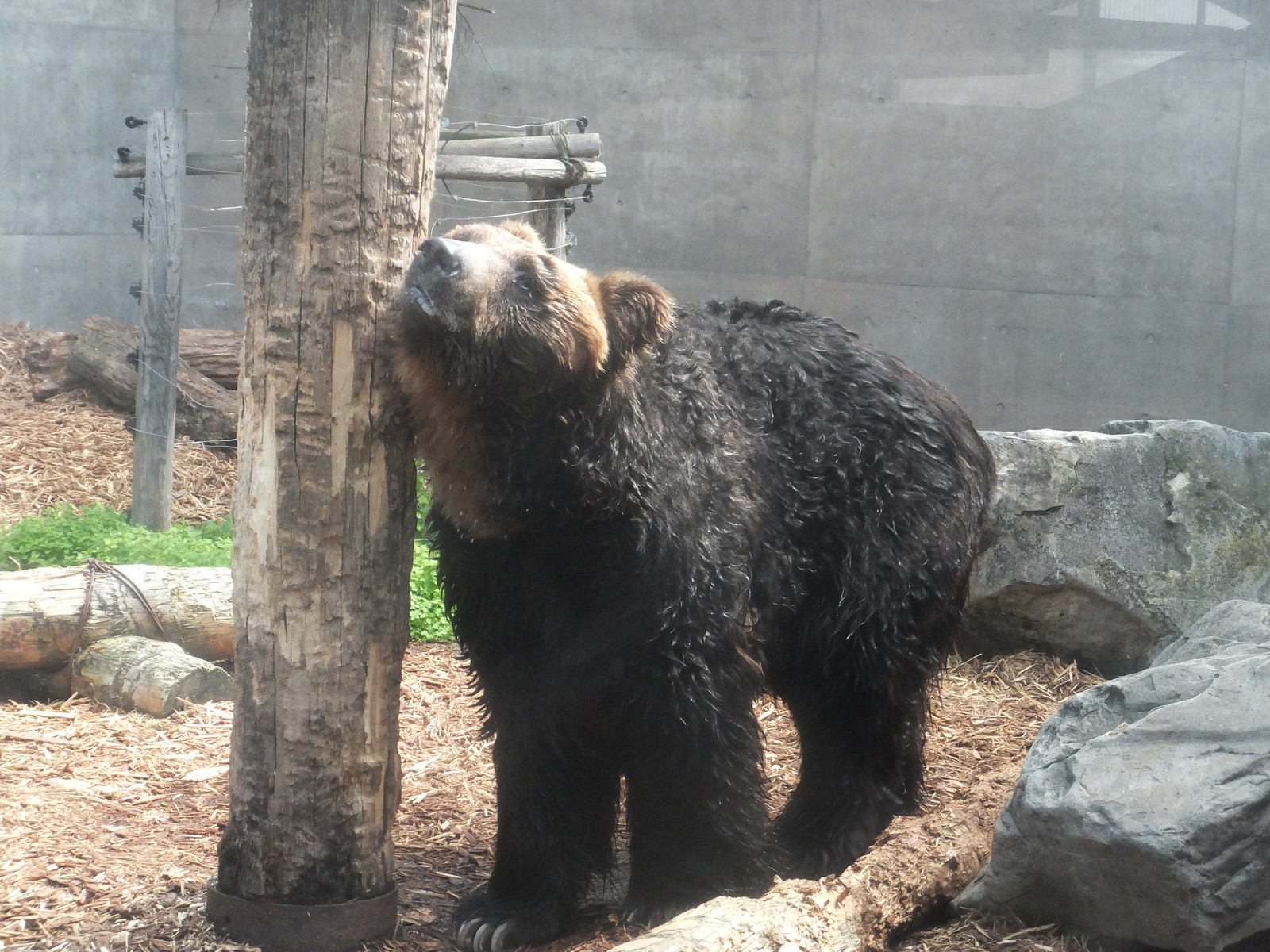くまぞう : 孤独と孤高の狭間 其処に羆
