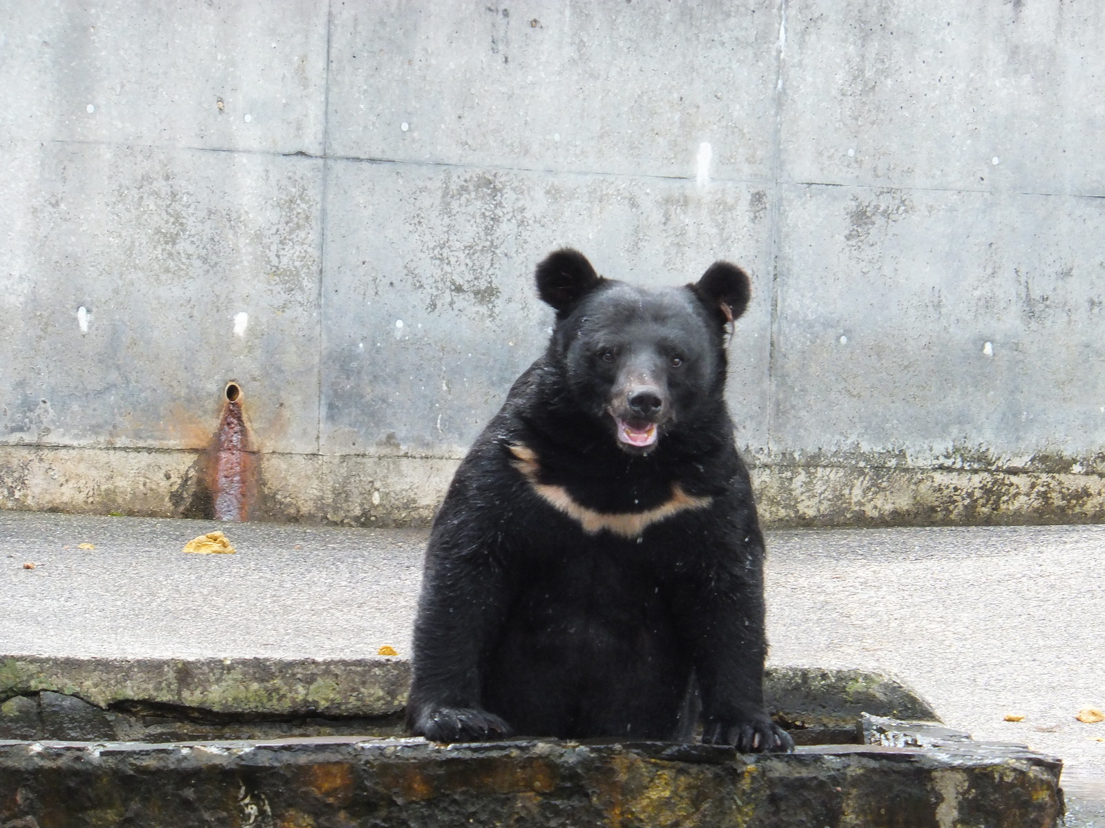 くまくまつきのわ 可愛い野郎たち : 孤独と孤高の狭間 其処に羆