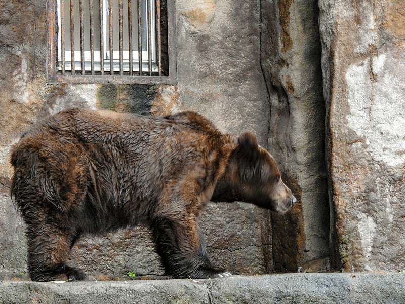 浜松市動物園 孤独と孤高の狭間 其処に羆 浜松市動物園 孤独と孤高の狭間 其処に羆