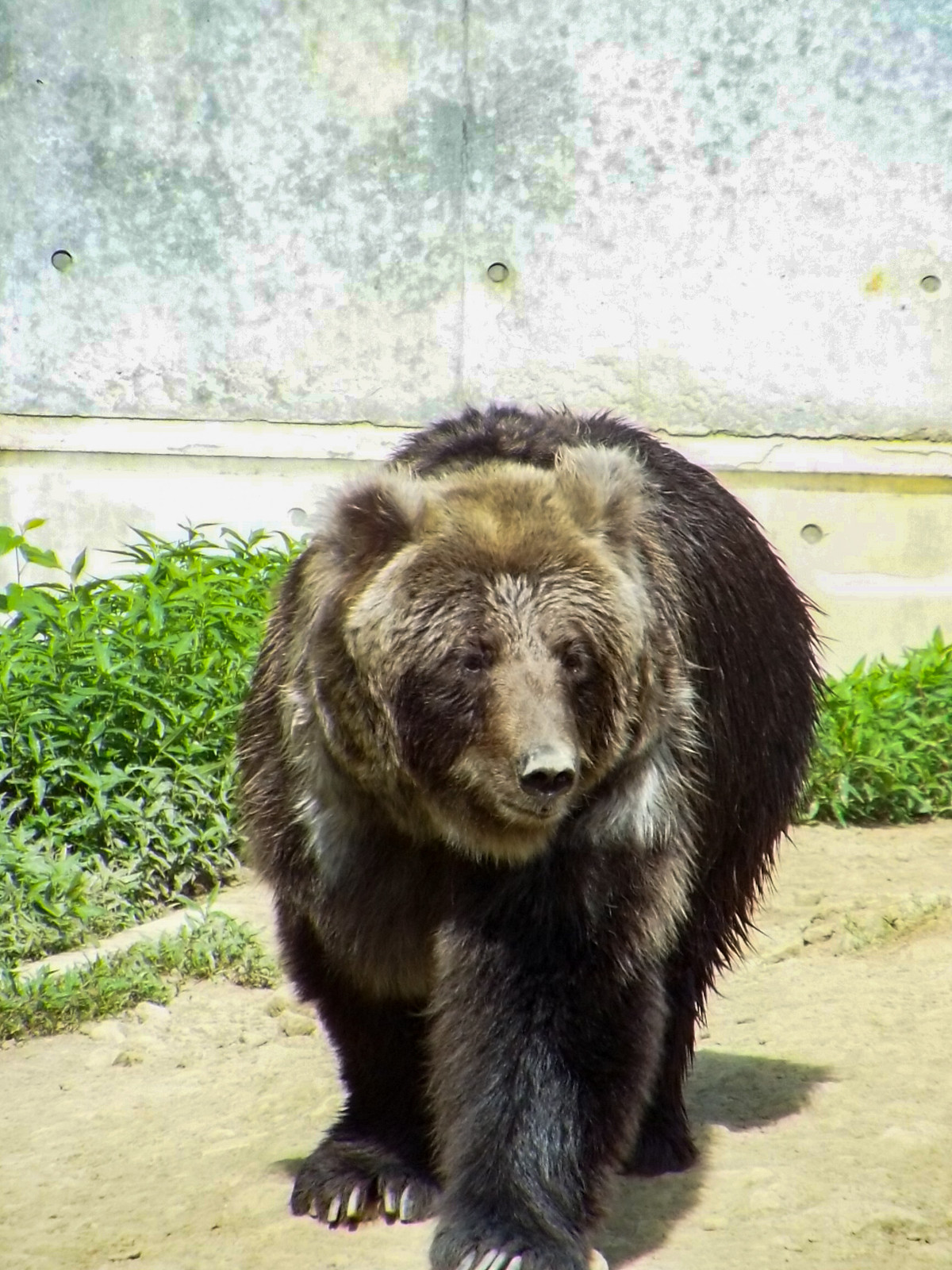 サチコ ジャガイモ引き受けます ～くまくま園 2019夏～ : 孤独と孤高の