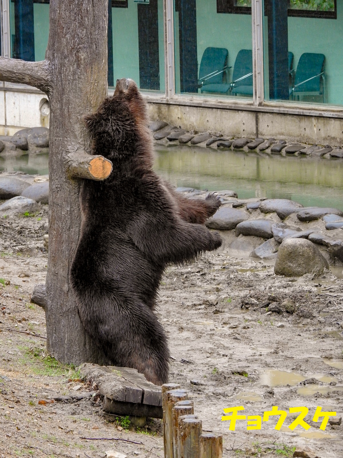 雄羆たちの春事情 21年春 くまくま園 孤独と孤高の狭間 其処に羆