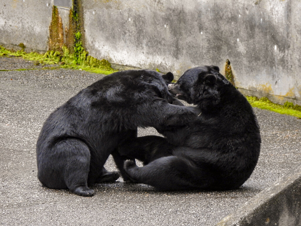 若熊たち オスのツキノワ ～2023年秋 くまくま園～ : 孤独と孤高の狭間