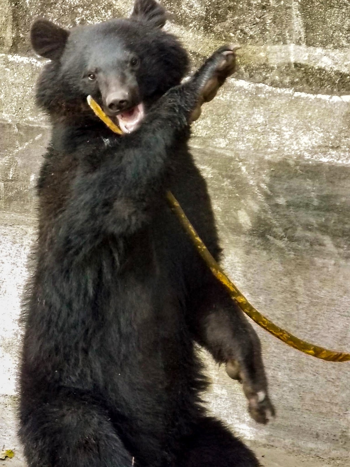 月の輪熊 AWABEES / ぬいぐるみ 月の輪熊(立)