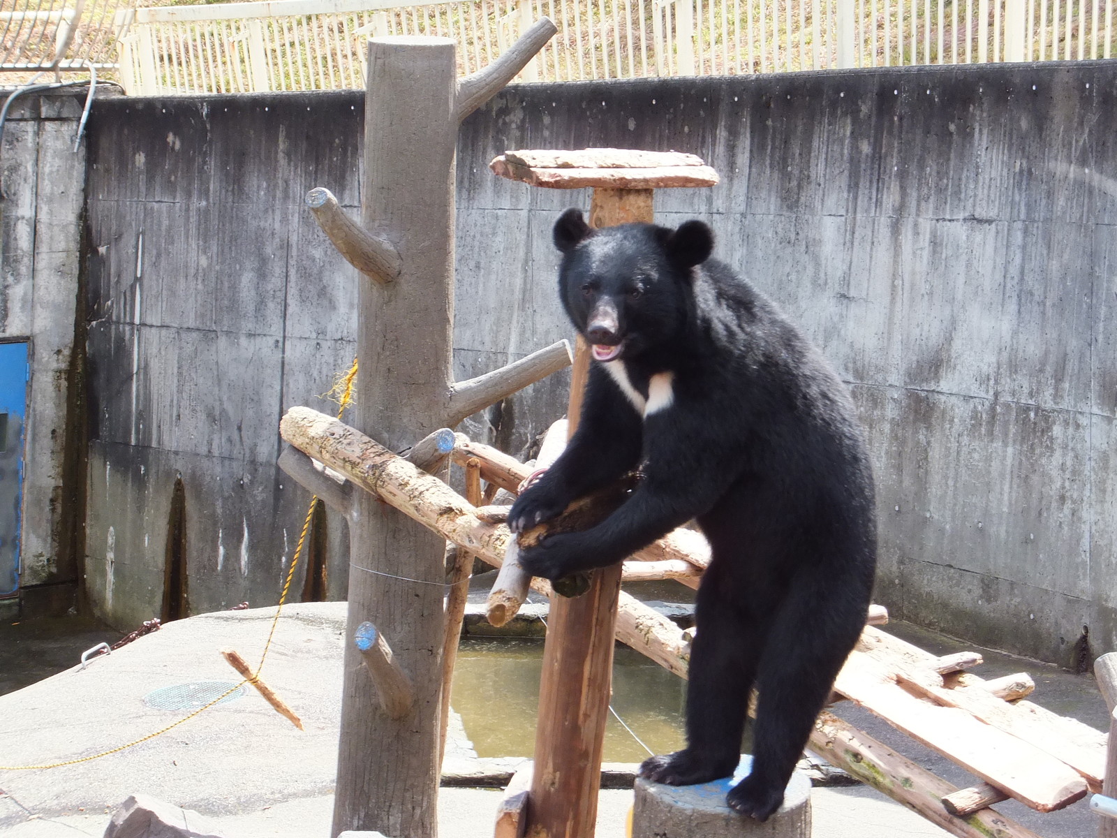 くまくまこぐま 月の輪小学校 : 孤独と孤高の狭間 其処に羆