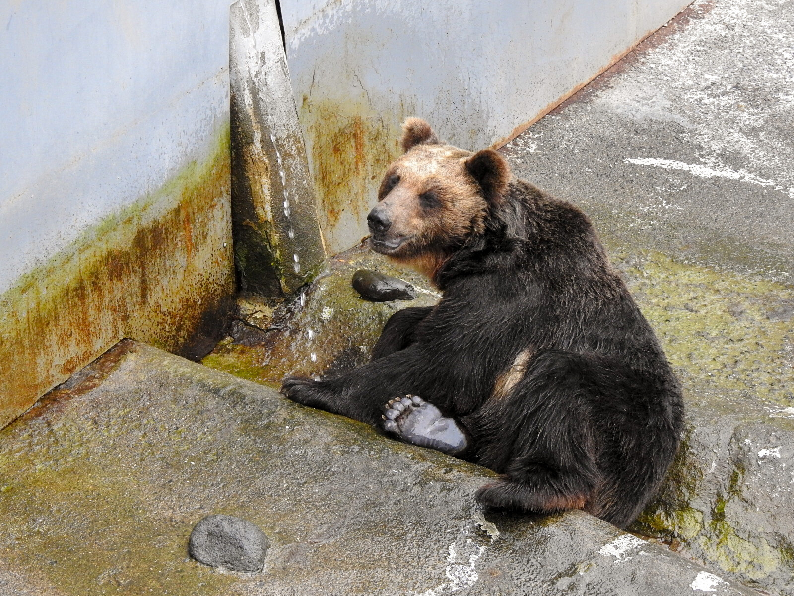 自称女王エリカと手下のコロン のぼりべつ 孤独と孤高の狭間 其処に羆 自称女王エリカと手下のコロン のぼりべつ 孤独と孤高の狭間 其処に羆