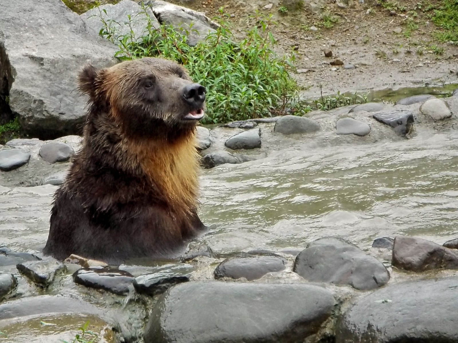 それぞれの夏 ～ヒグマ・オス～ ＜ 阿仁くまくま園 2018夏 ＞ : 孤独と