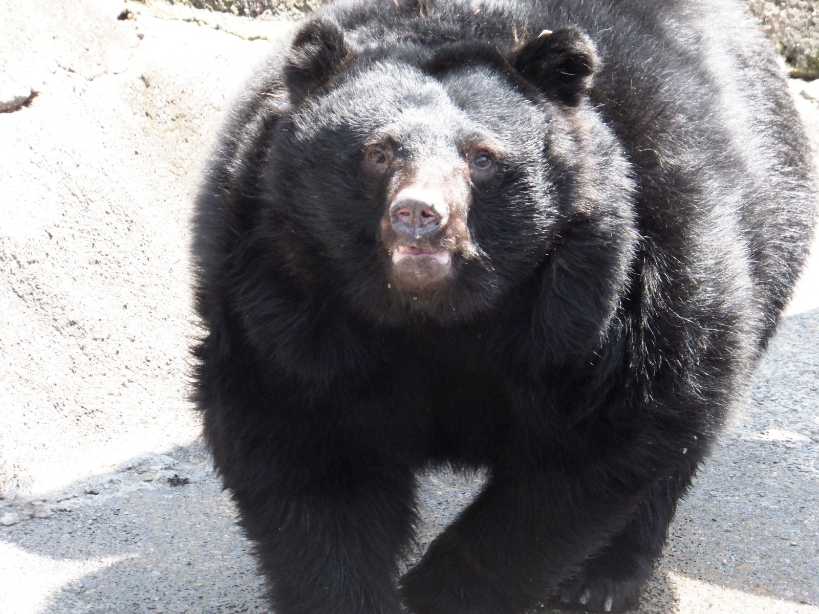 仲間意識があるらしい 孤独と孤高の狭間 其処に羆