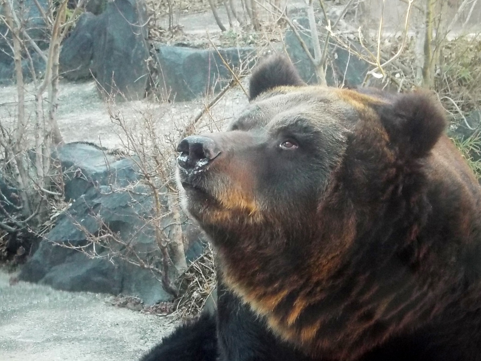東山動植物園 孤独と孤高の狭間 其処に羆