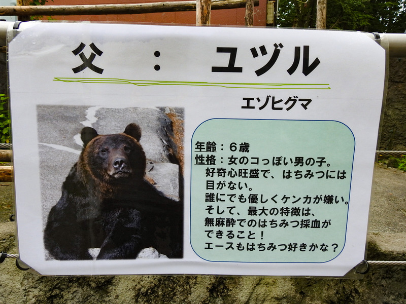 のぼりべつクマ牧場 孤独と孤高の狭間 其処に羆 のぼりべつクマ牧場 孤独と孤高の狭間 其処に羆