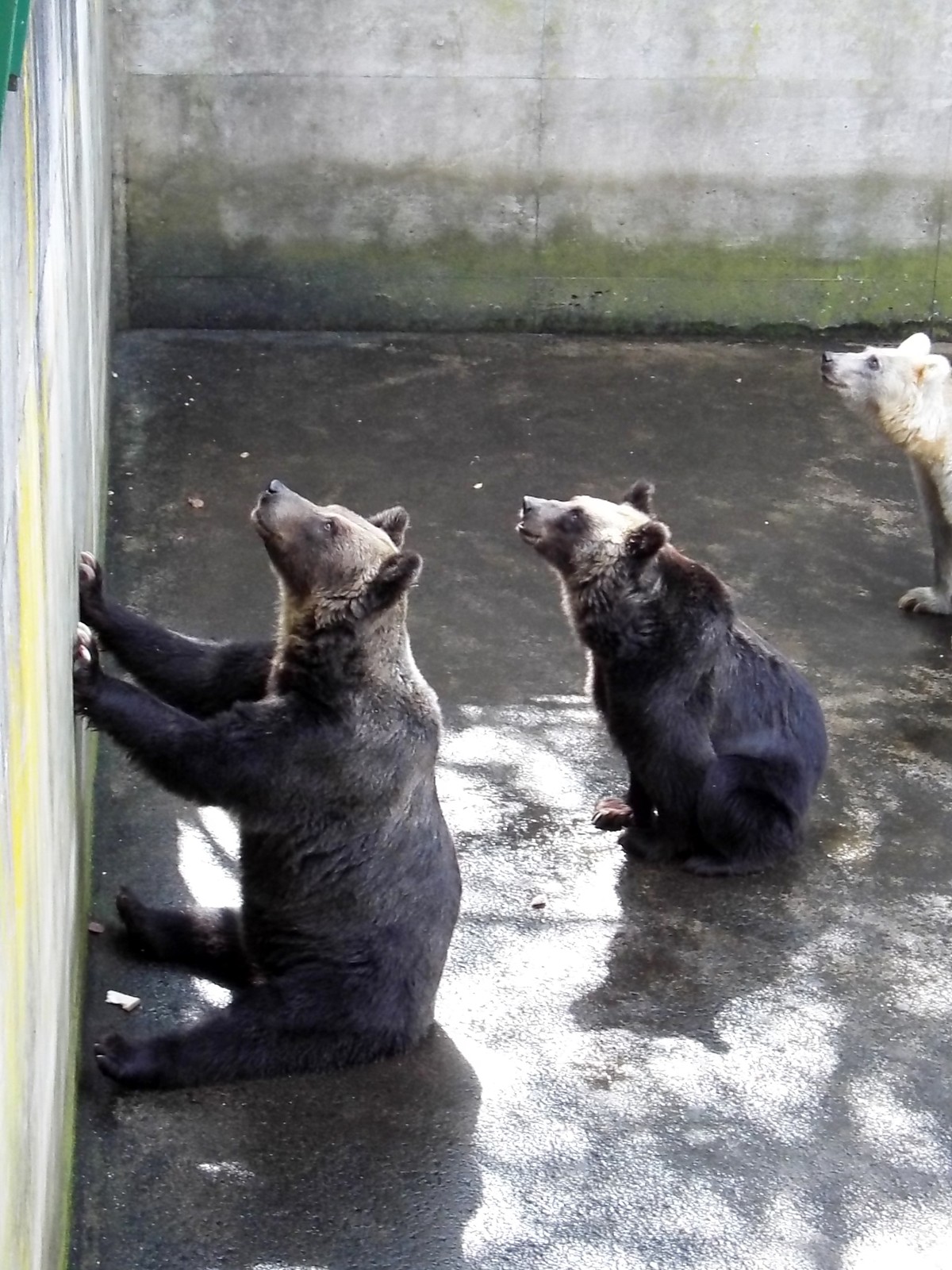 芦野公園のヒグマたち （1） : 孤独と孤高の狭間 其処に羆