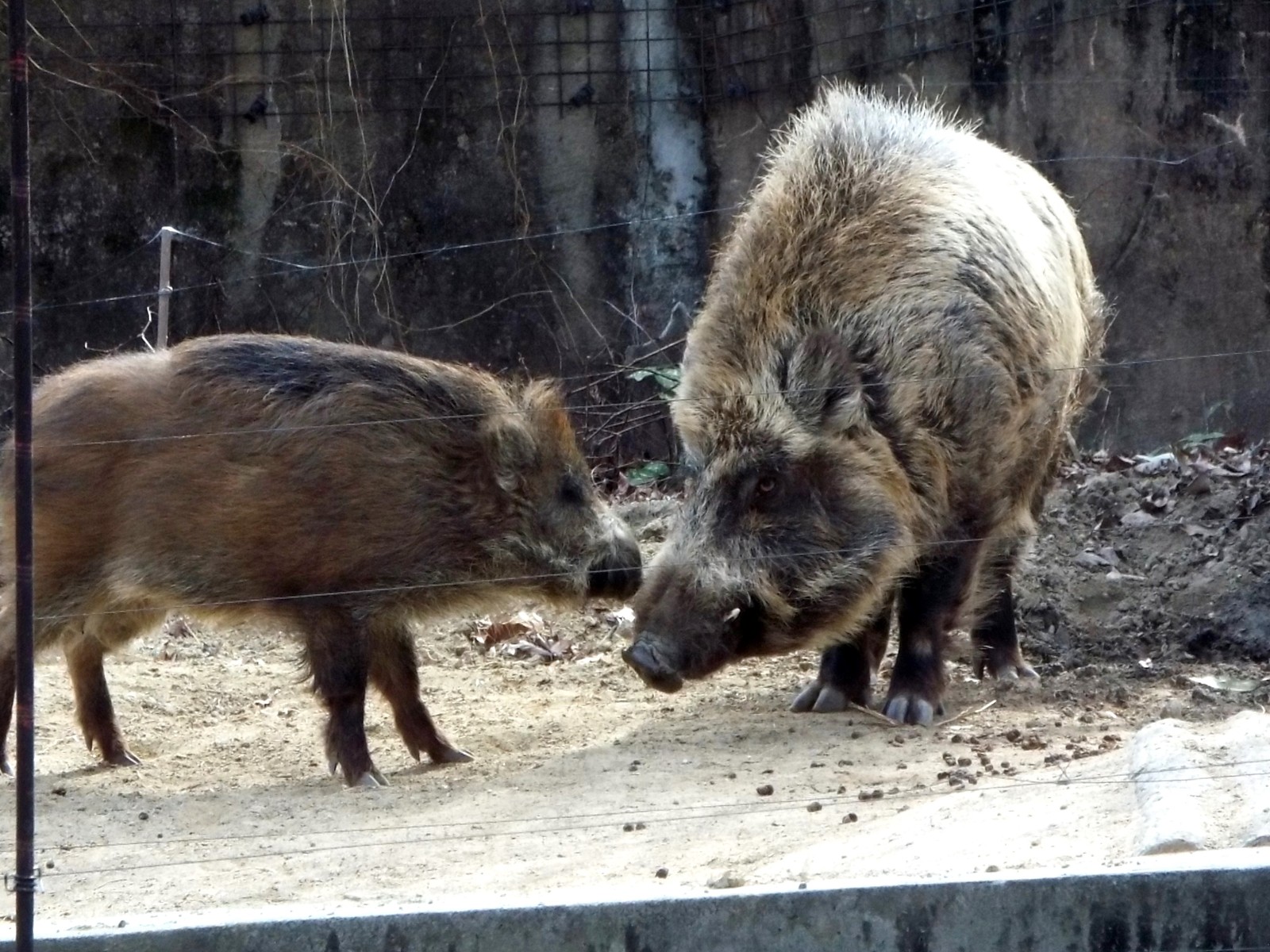 大きくて 優しい 義兄 八木山 ニホンイノシシ 孤独と孤高の狭間 其処に羆