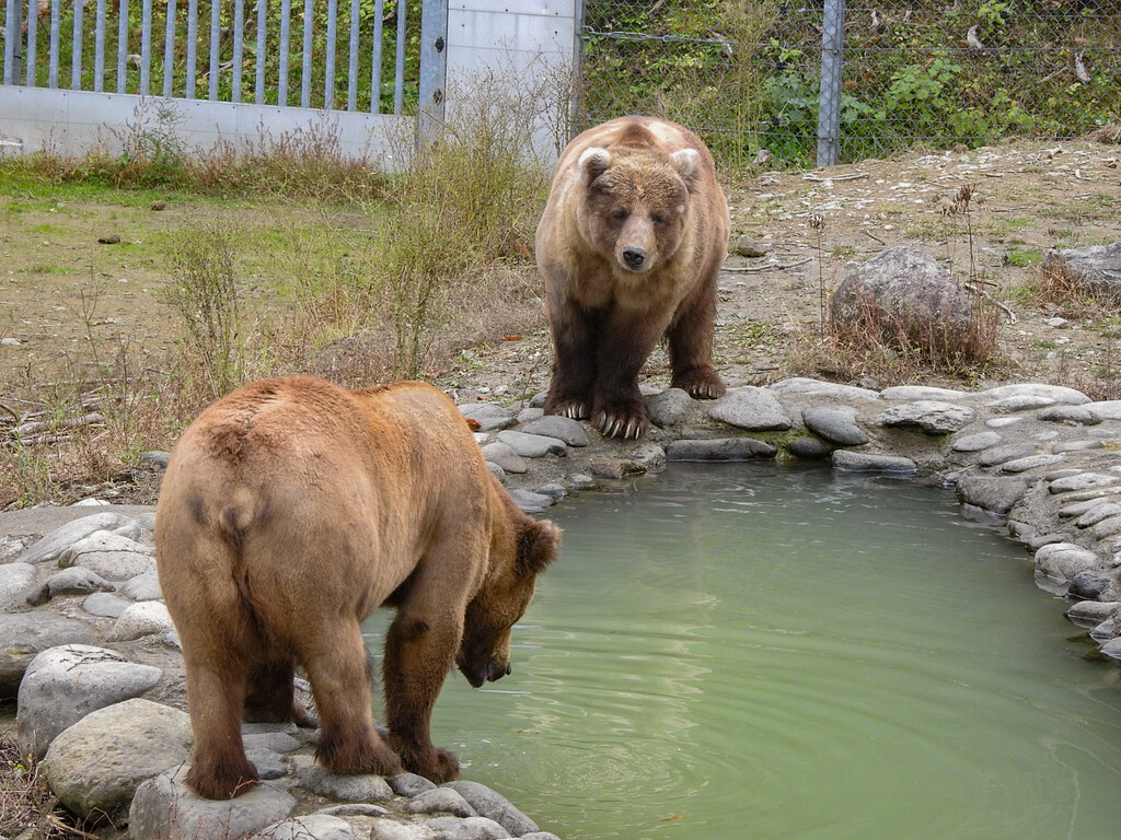 くまくま 日産オンラインショップ：ベアマスコットフレグランスカバー
