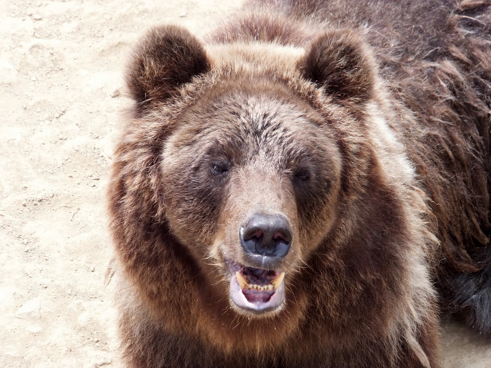熊付き合い上手 サチコのお顔を覚えよう 孤独と孤高の狭間 其処に羆