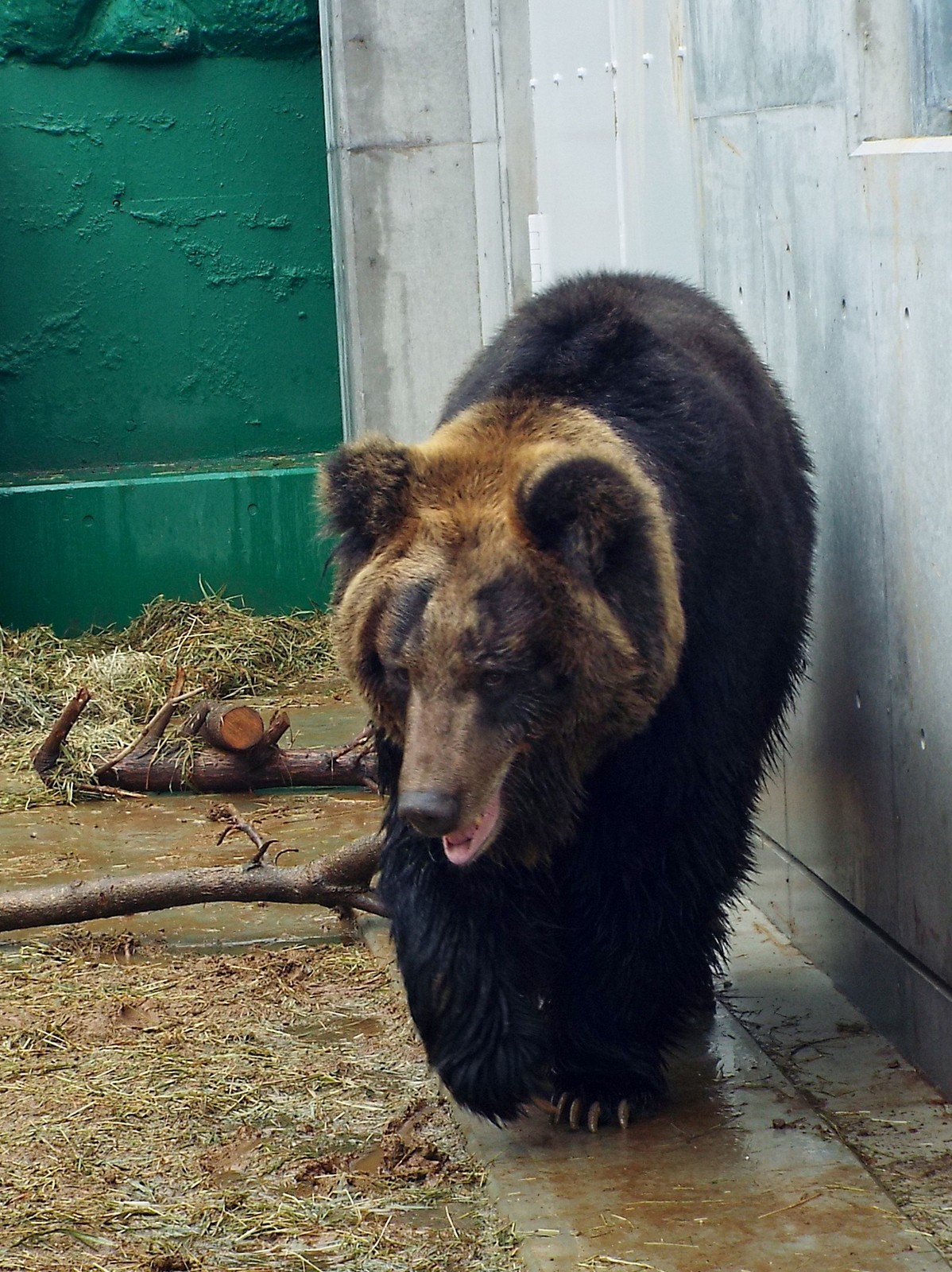 ヒグマの森オープン その４ アヤメ 荒らす 孤独と孤高の狭間 其処に羆