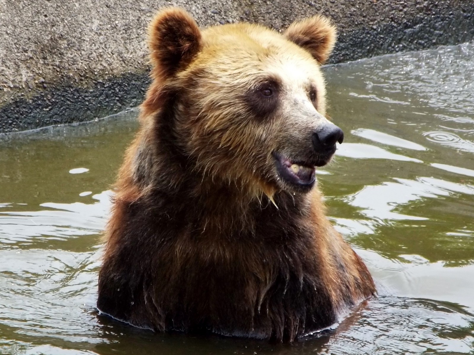 日々の充実（シラコ・クニコ） ～姫センのヒグマ～ : 孤独と孤高の狭間