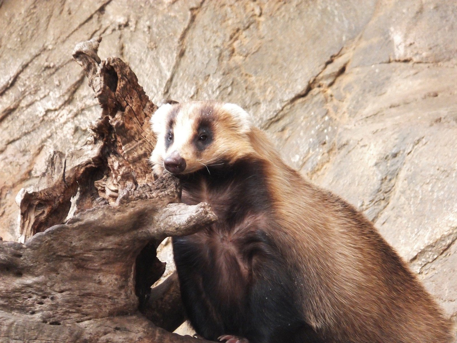 もこもこアナグマさん 孤独と孤高の狭間 其処に羆