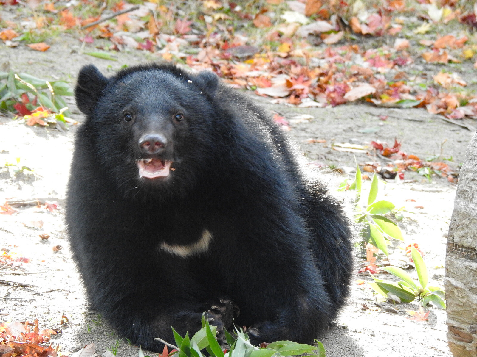 アオバくんが0歳のうちに : 孤独と孤高の狭間 其処に羆