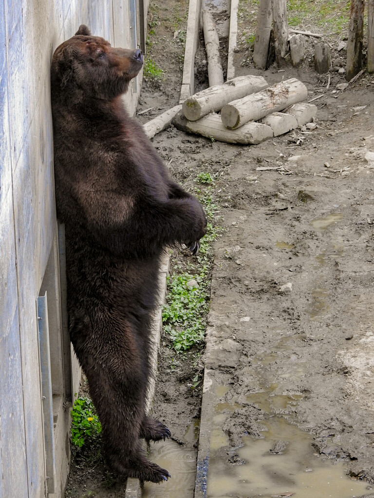 ふぉっ ふぉっ はオスたちの律動 ～くまくま園2024年春～ : 孤独と孤高の狭間 其処に羆