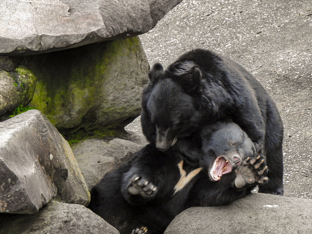 若熊たち オスのツキノワ ～2023年秋 くまくま園～ : 孤独と孤高の狭間