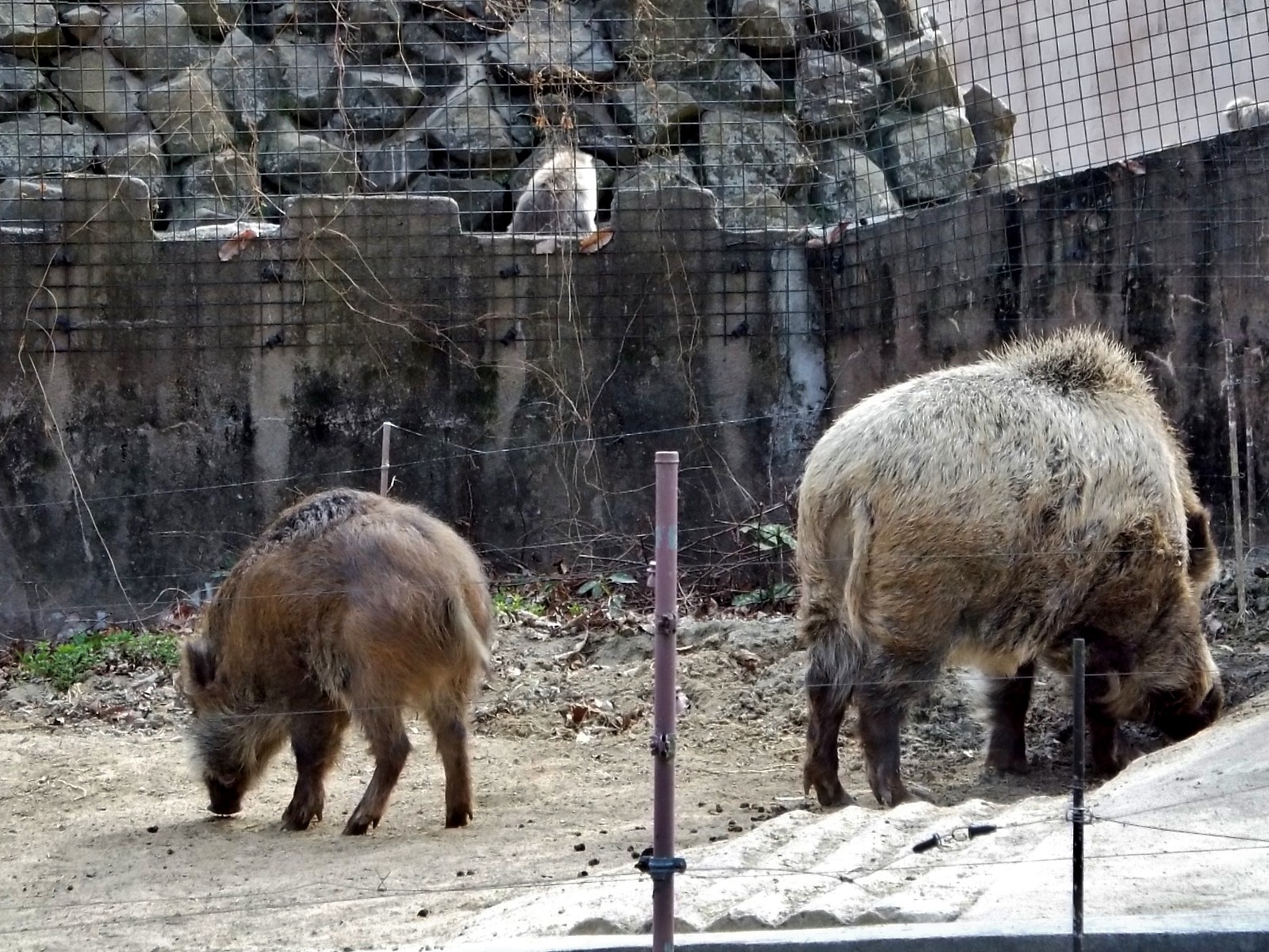 大きくて 優しい 義兄 ～八木山・ニホンイノシシ～ : 孤独と孤高の狭間