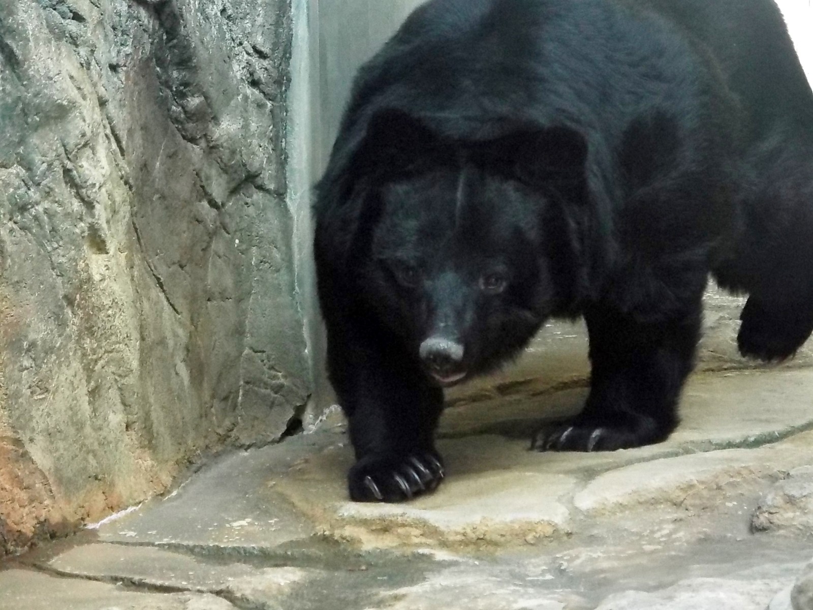難しかった王子のツキノワ （個体情報追記あり） : 孤独と孤高の狭間