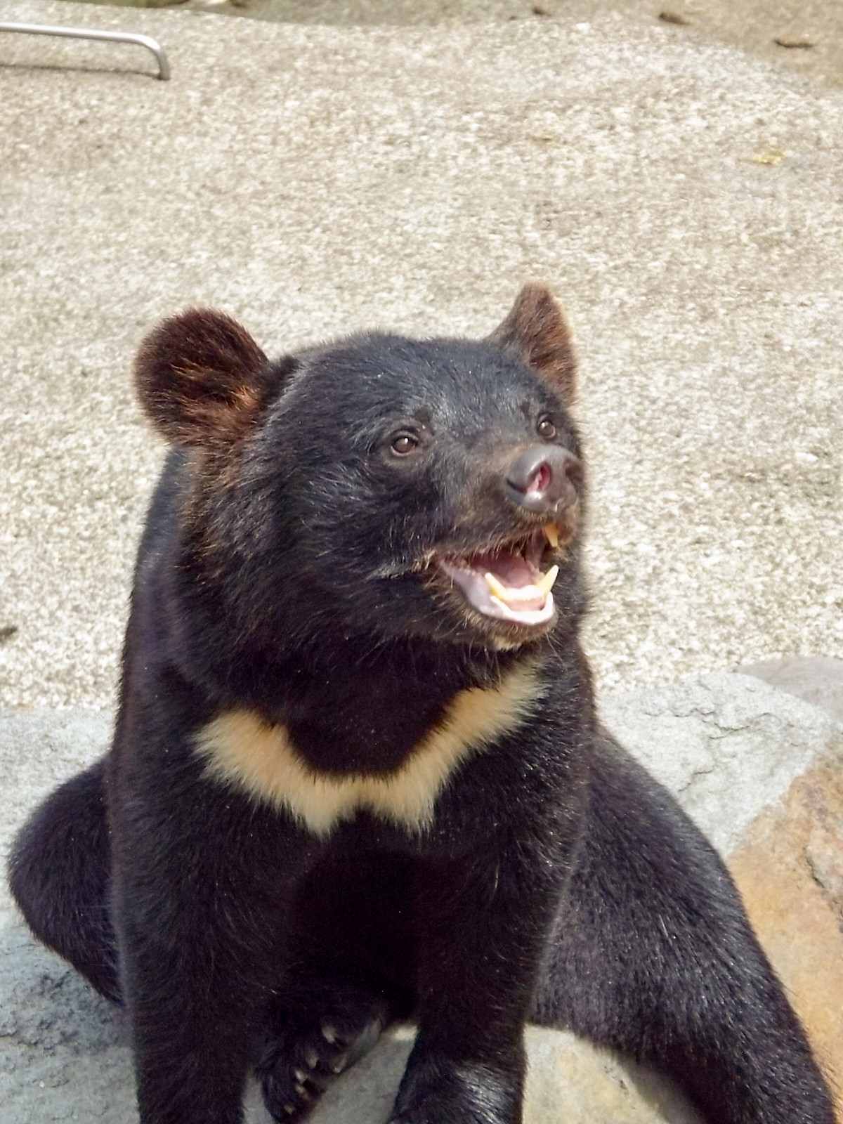幼獣たち 笑顔と放水 くまくま園 19夏 孤独と孤高の狭間 其処に羆