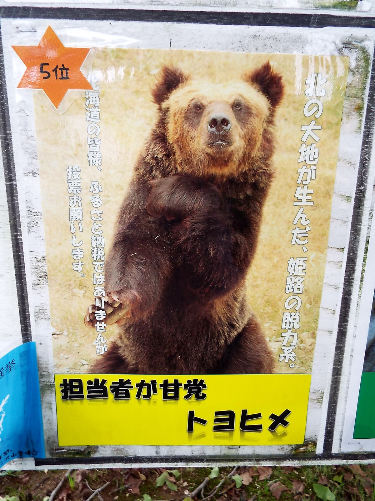 姫路セントラルパークのベアバレー 孤独と孤高の狭間 其処に羆 姫路セントラルパークのベアバレー 孤独と孤高の狭間 其処に羆