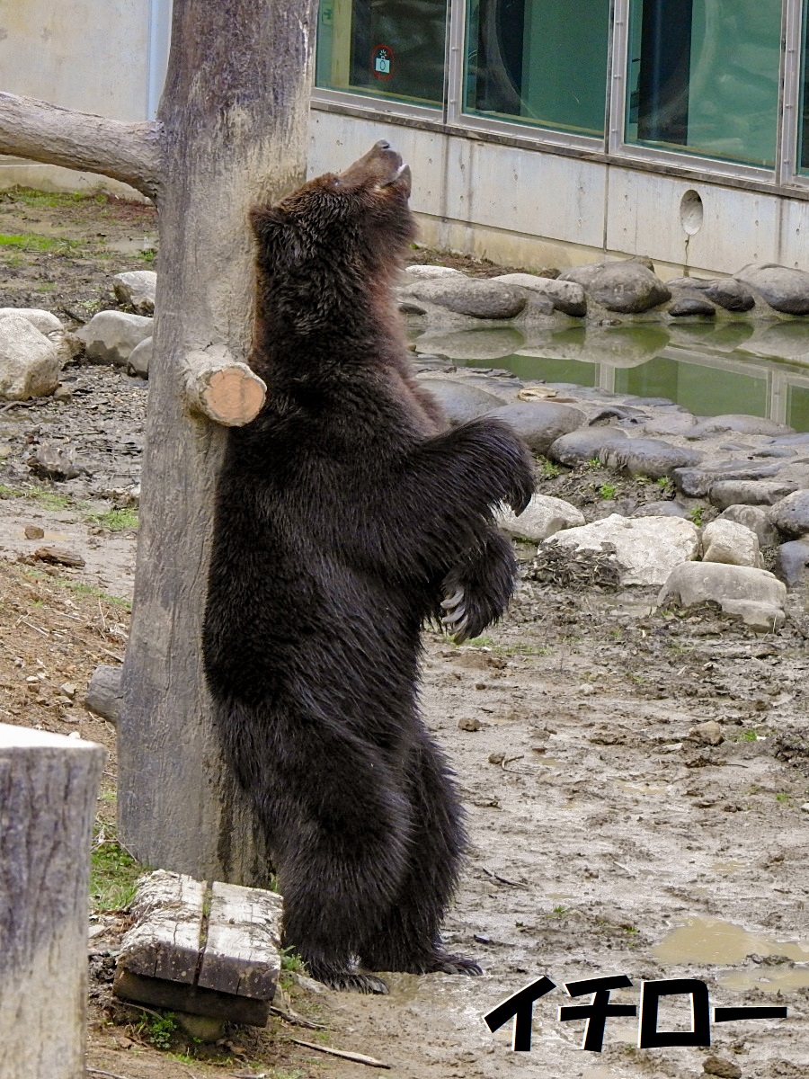 雄羆たちの春事情 21年春 くまくま園 孤独と孤高の狭間 其処に羆