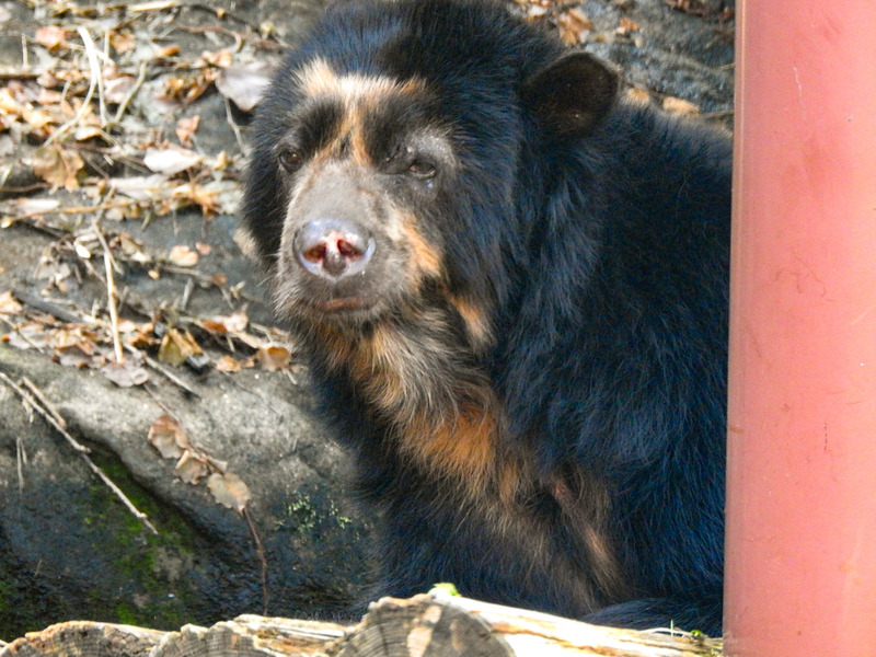 メガネグマ 孤独と孤高の狭間 其処に羆
