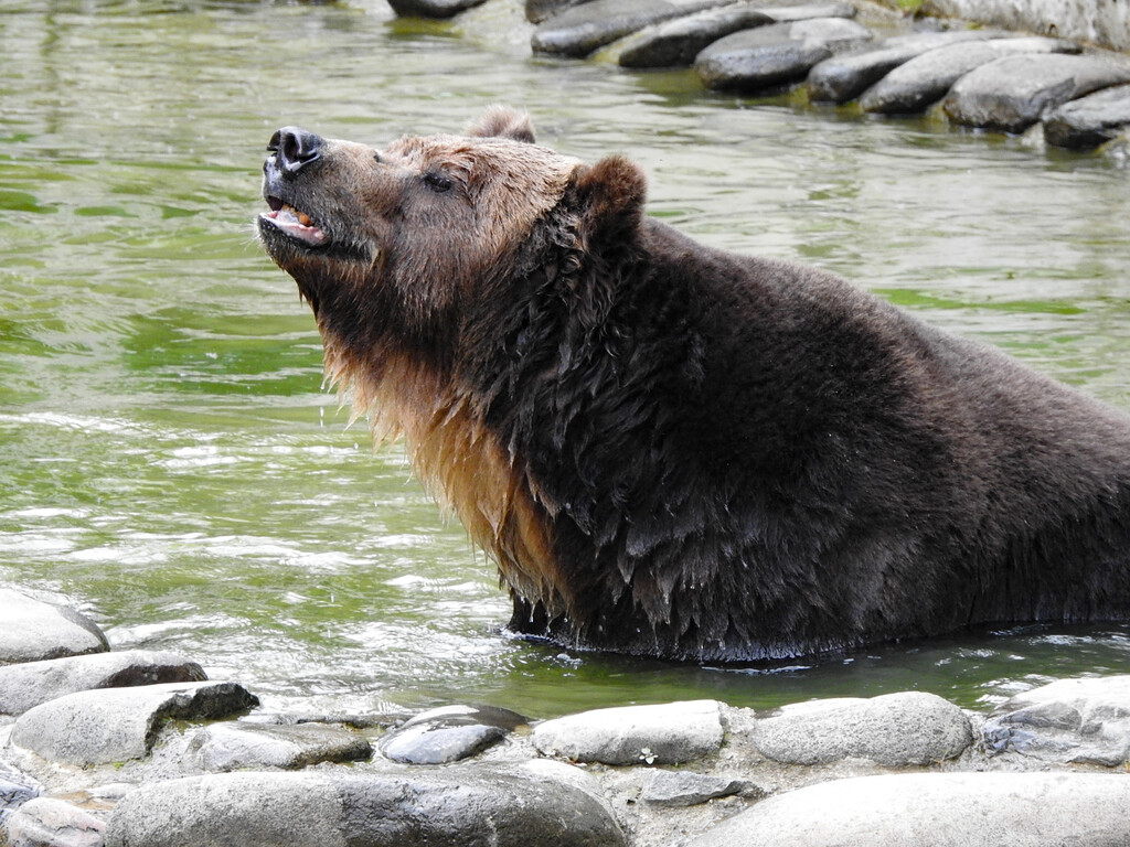 ビック 継ぐ資質や如何に ～くまくま園2024年春～ : 孤独と孤高の狭間