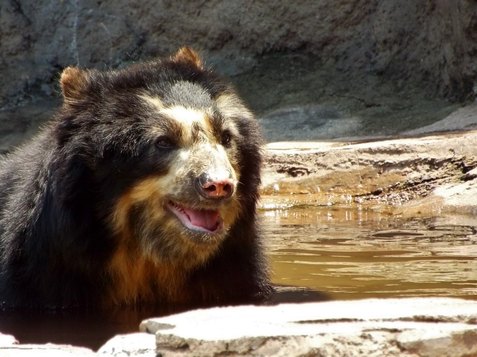 吠えないふたり 天王寺 メガネ 孤独と孤高の狭間 其処に羆