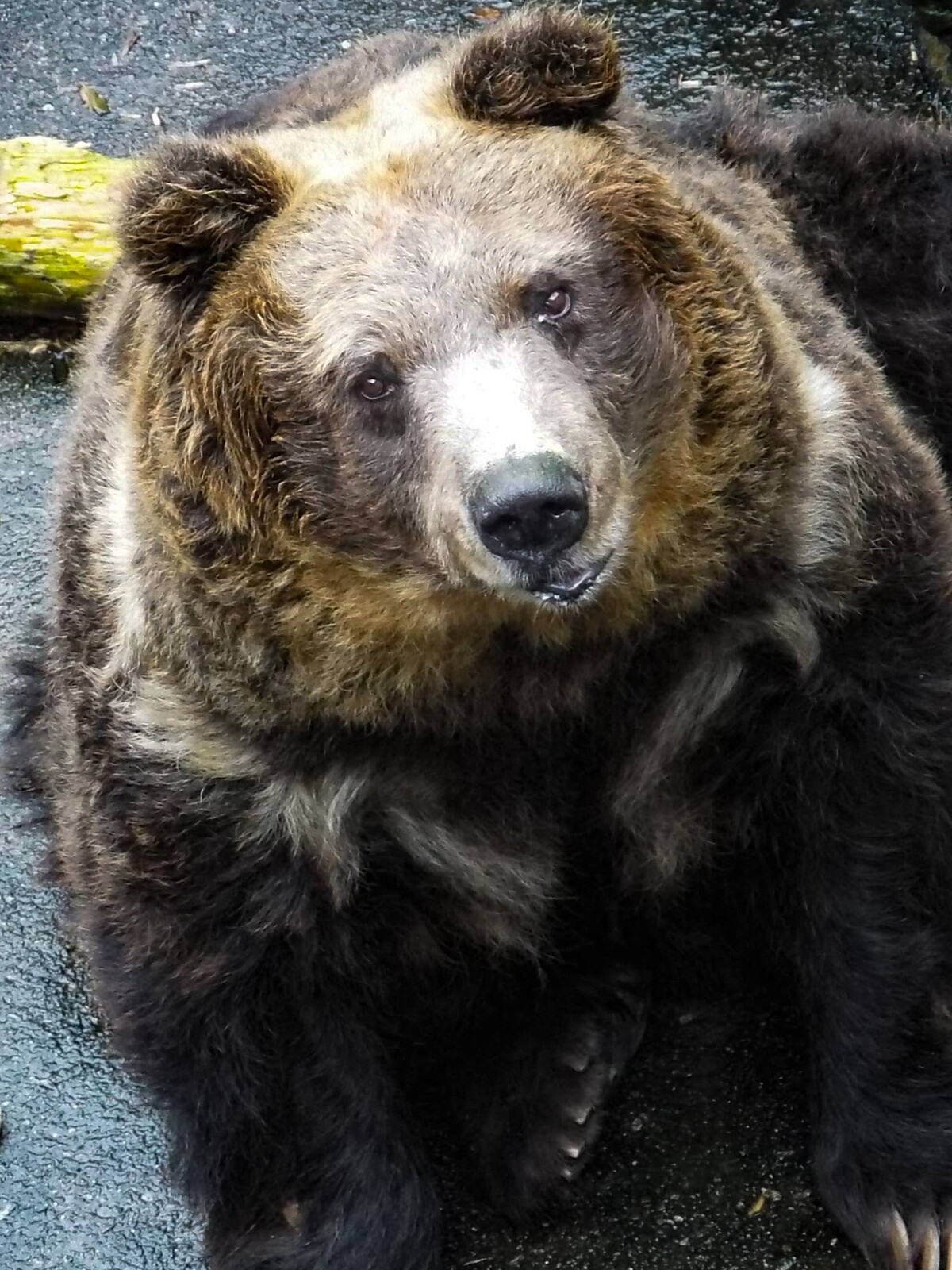 眠るように くまくま園 花子の訃報 孤独と孤高の狭間 其処に羆