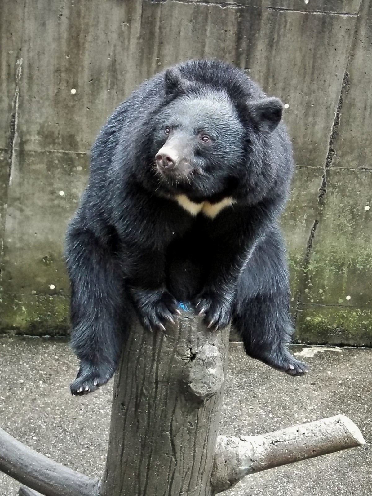 あおゆう 阿仁くまくま園 18 秋 孤独と孤高の狭間 其処に羆