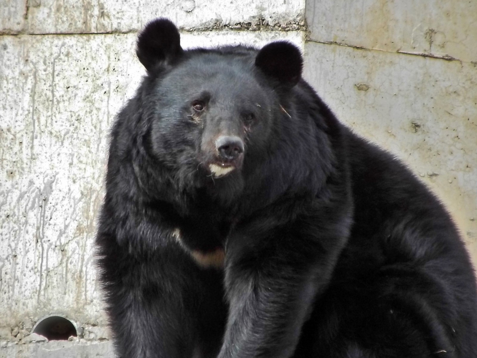 みさき公園のクマコさんとクマゴロウさん : 孤独と孤高の狭間 其処に羆