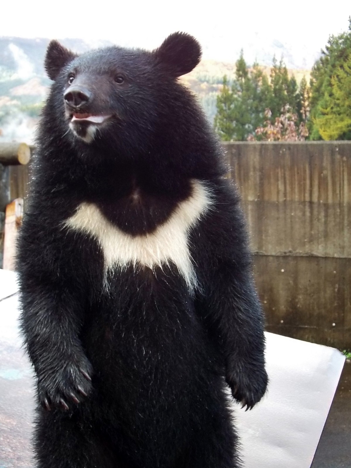 きままな熊 sddefault.jpg