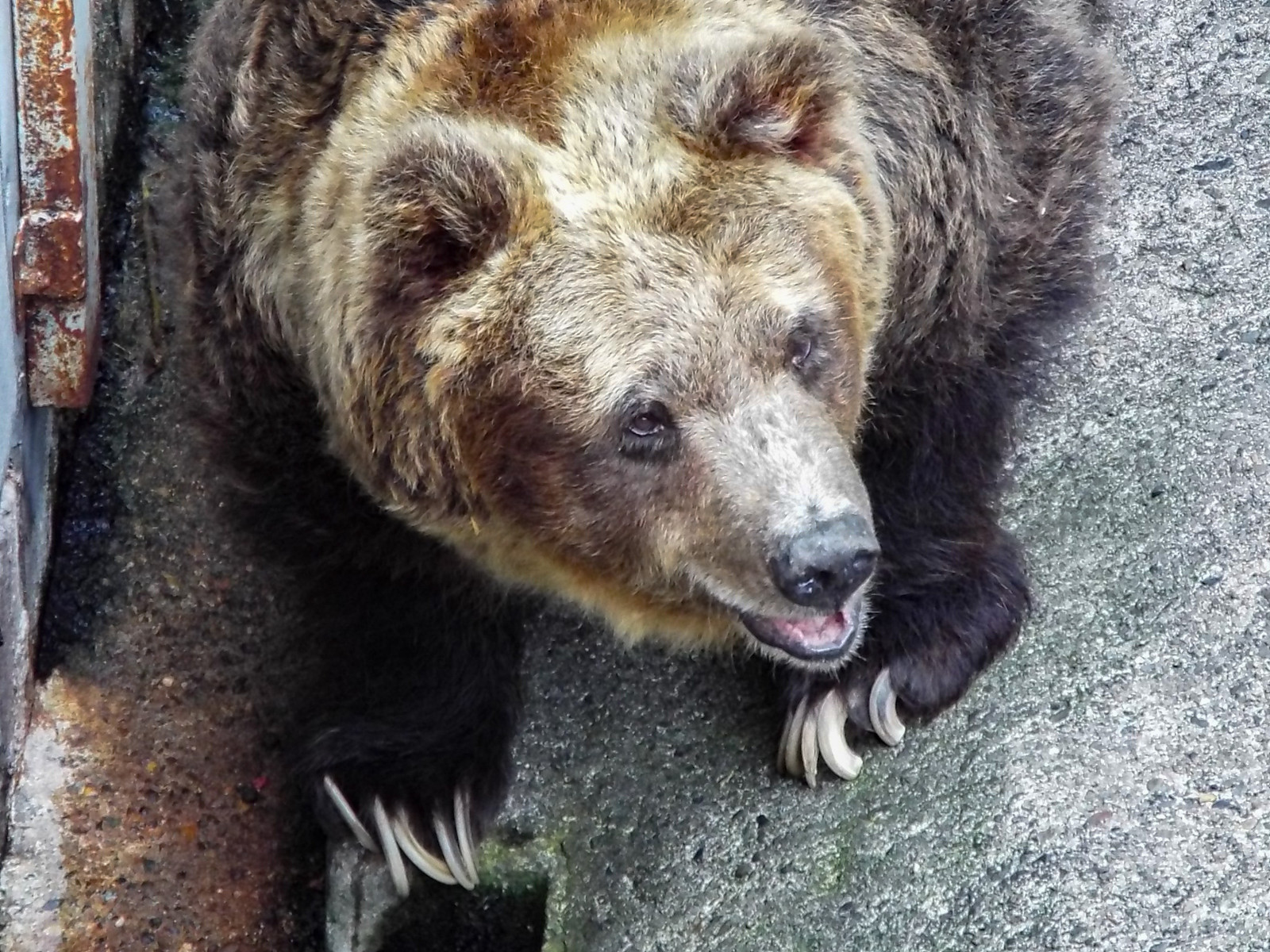 花子さんの水遊び くまくま園 19夏 孤独と孤高の狭間 其処に羆