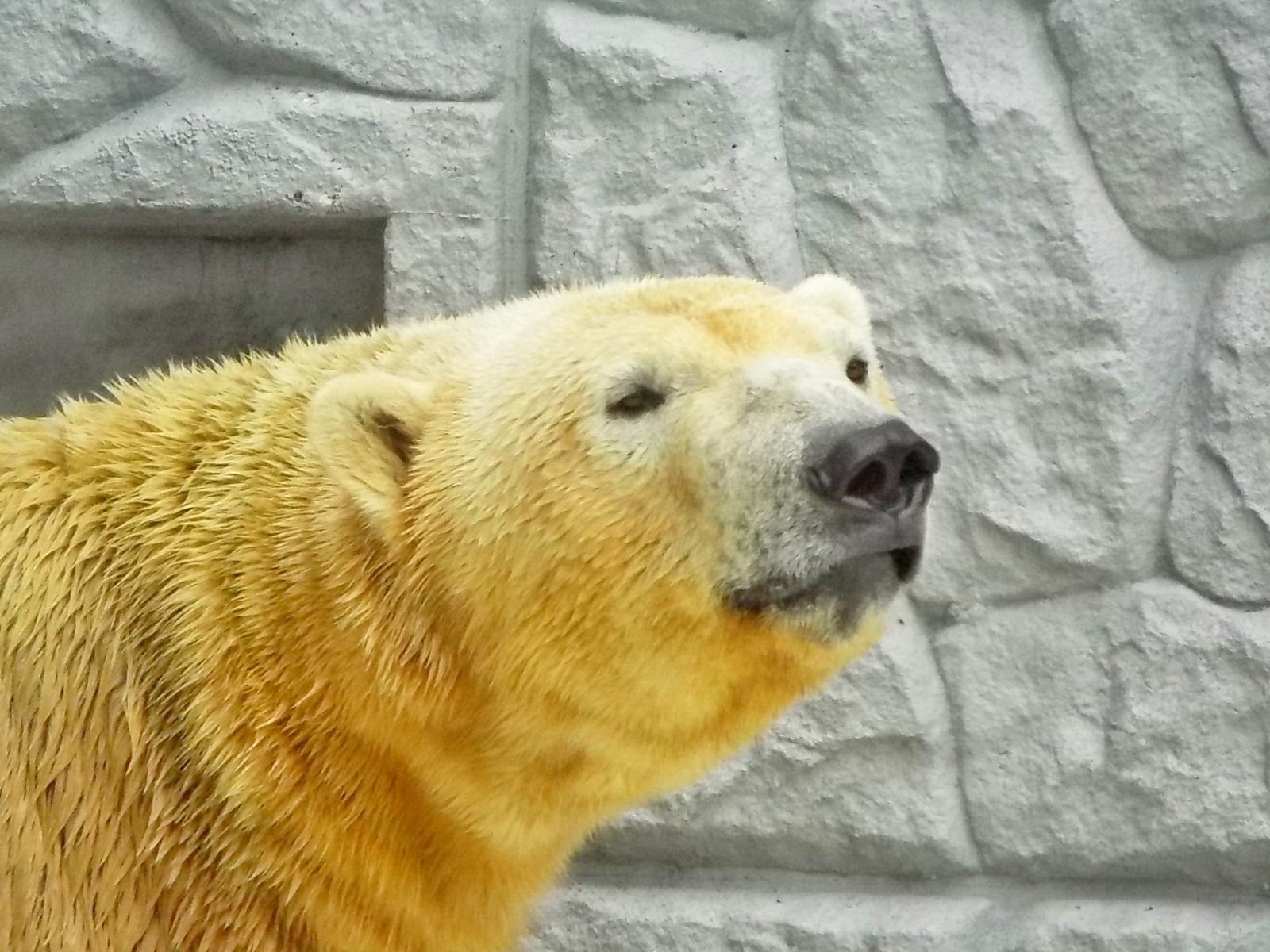 16-161127russiy