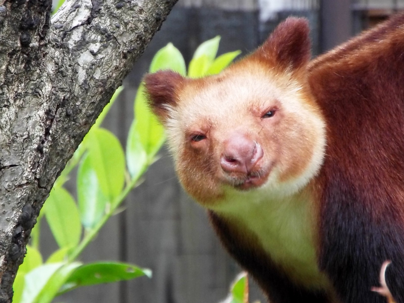 ここにしかいない 2 セスジキノボリカンガルー 孤独と孤高の狭間 其処に羆 ここにしかいない 2 セスジキノボリカンガルー 孤独と孤高の狭間 其処に羆