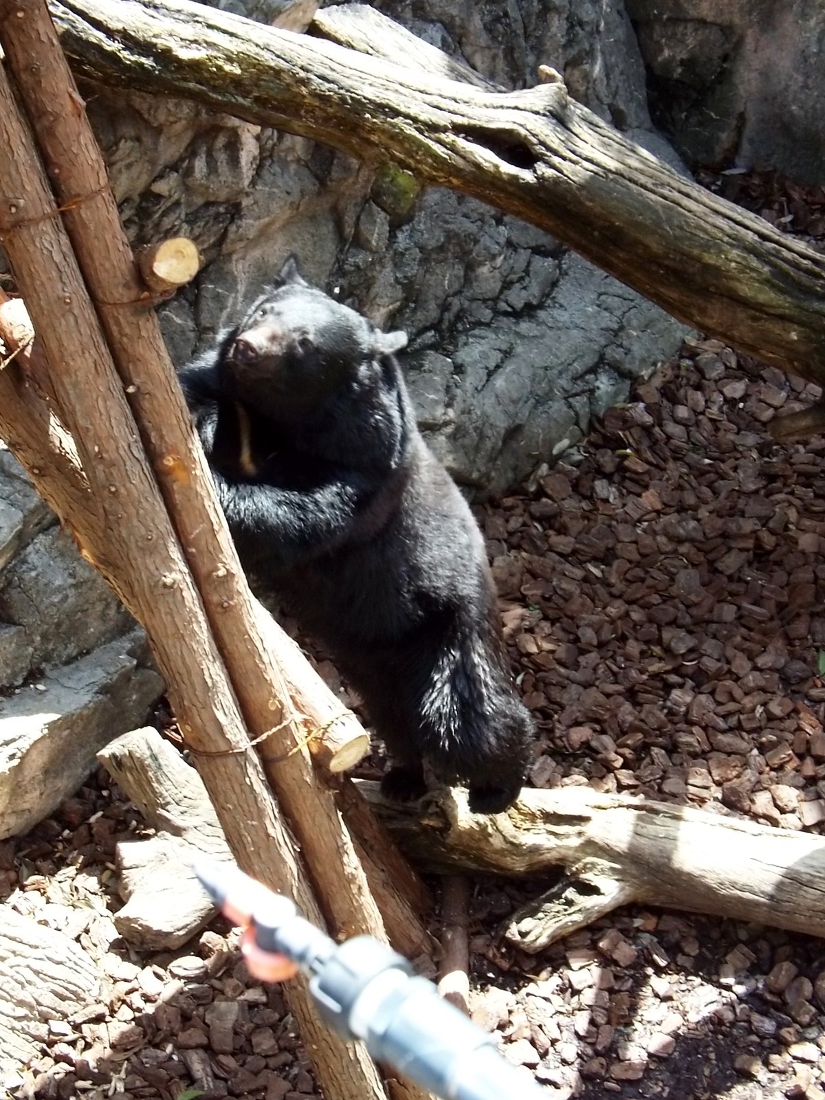 ウタちゃん、見上げる。 : 孤独と孤高の狭間 其処に羆