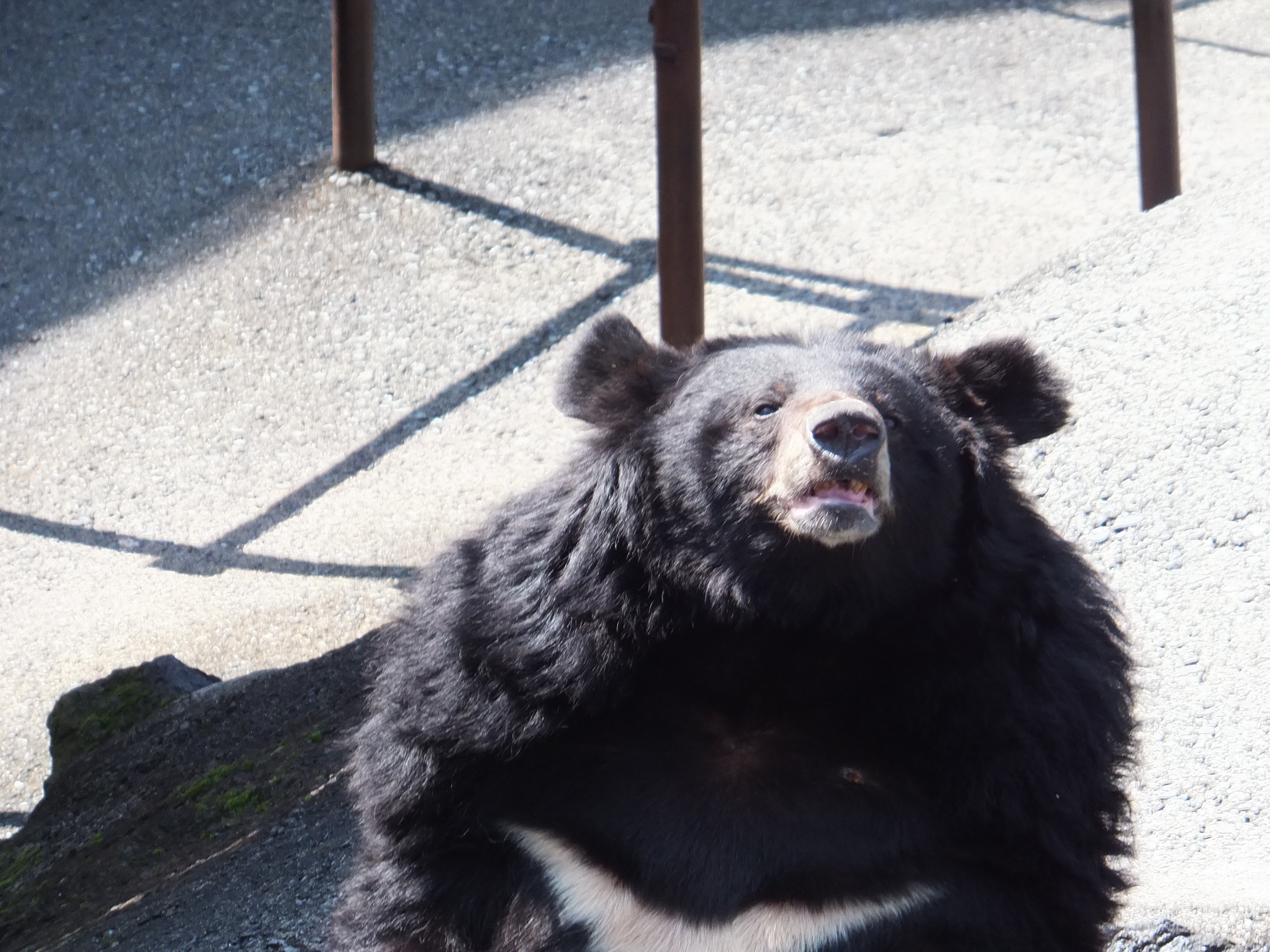 カドリーのヒマラヤグマ 2014年春 : 孤独と孤高の狭間 其処に羆