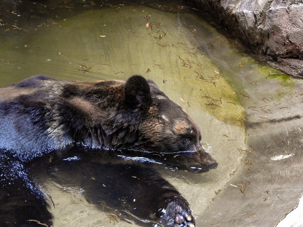 ポン、最近はどう？ : 孤独と孤高の狭間 其処に羆