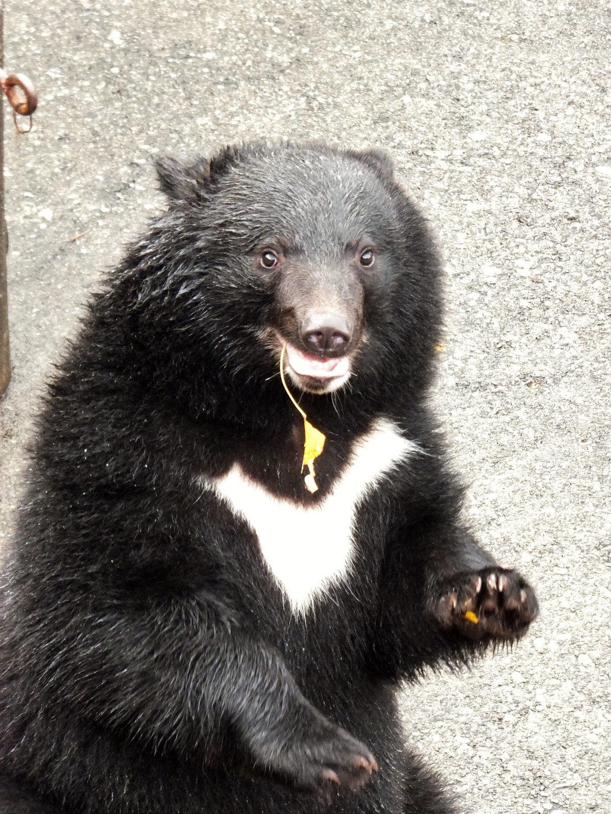 まんまる はる・つばさの生後9ヶ月 ～阿仁くまくま園 2018・秋