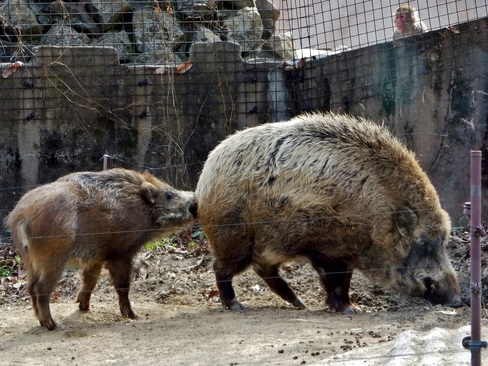 大きくて 優しい 義兄 八木山 ニホンイノシシ 孤独と孤高の狭間 其処に羆