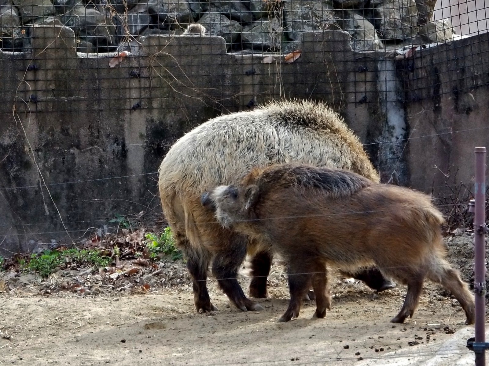 流木のイノシシ 大きくて 優しい 義兄 ～八木山・ニホンイノシシ～ : 孤独と孤高の狭間