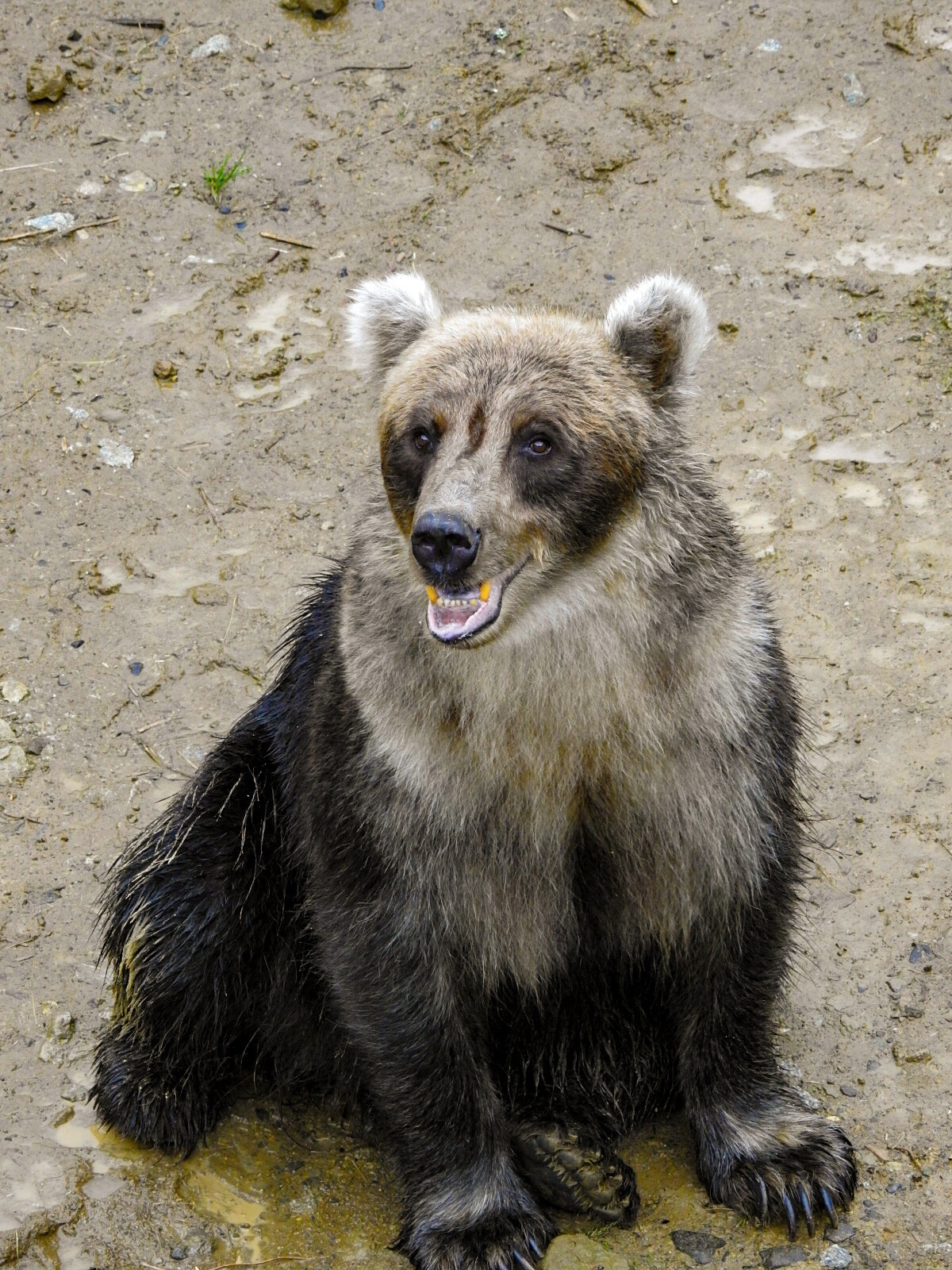 もしかして ケンコが荒らしてる 夏 くまくま園 孤独と孤高の狭間 其処に羆