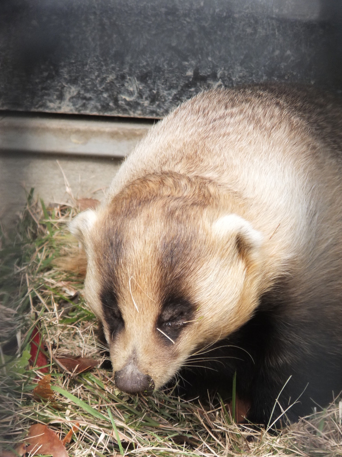 一緒に掘れば早いね 孤独と孤高の狭間 其処に羆