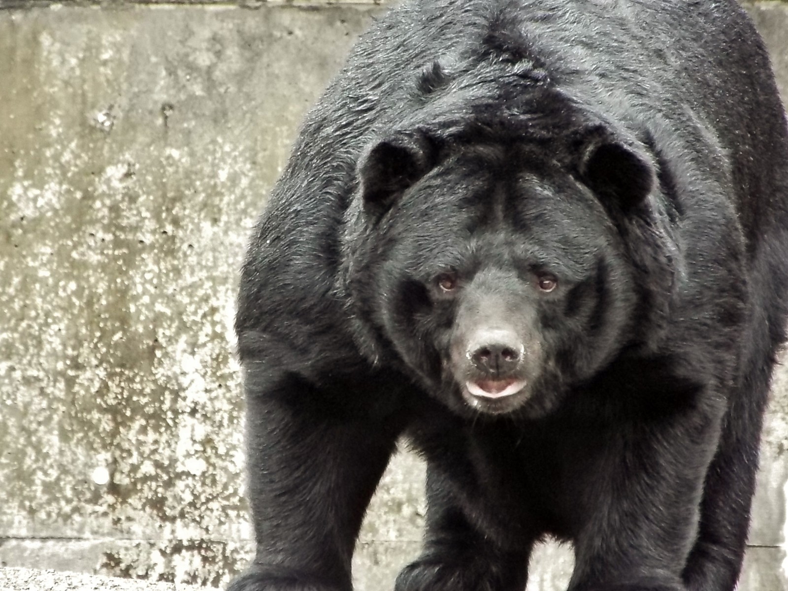 無料イラスト画像 トップ100 かっこいい 猫 イラスト しかるねこ 壁紙