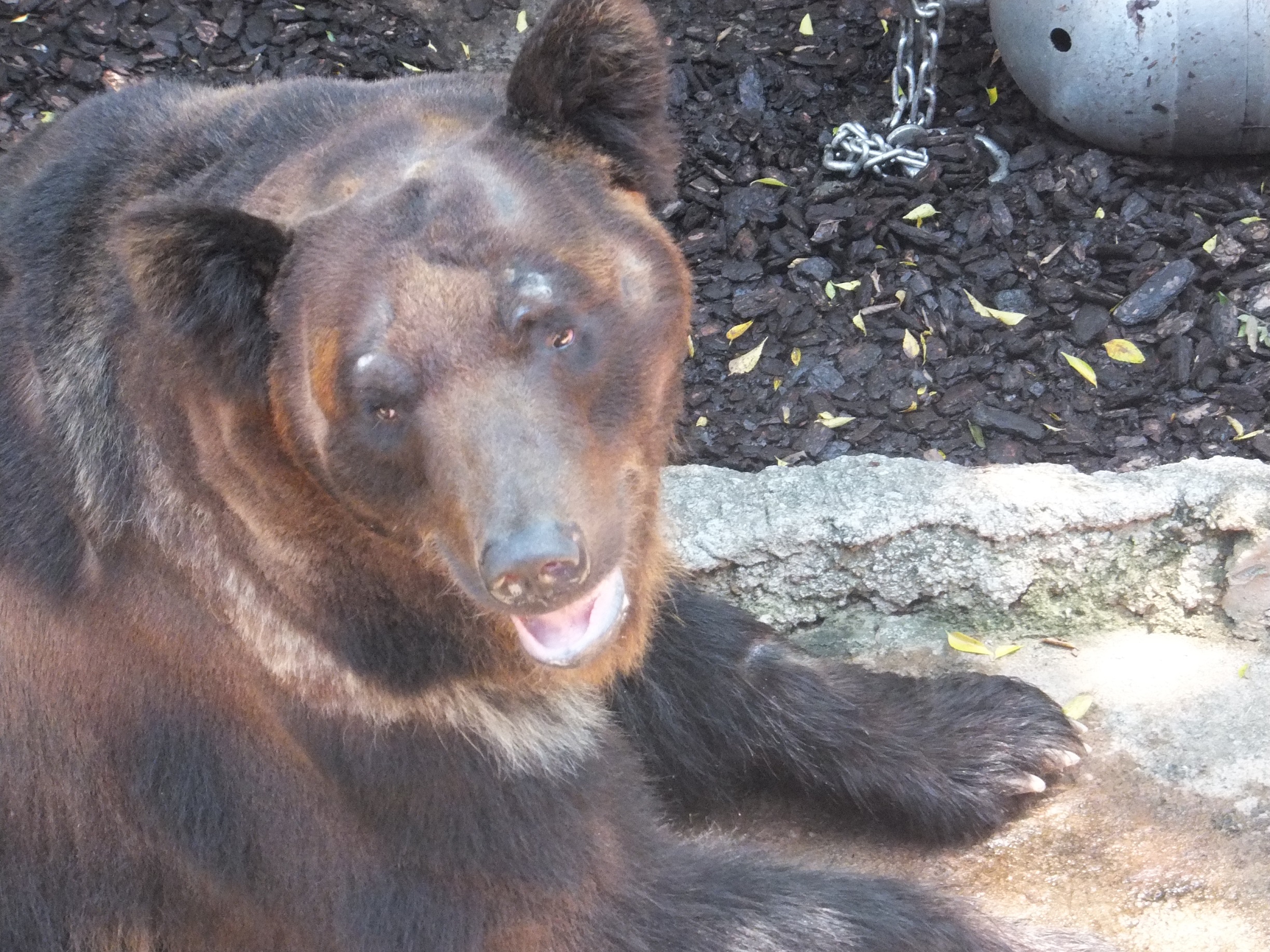 ちょっとホラー 孤独と孤高の狭間 其処に羆